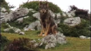 Captado un lobo en el Sueve a plena luz del día