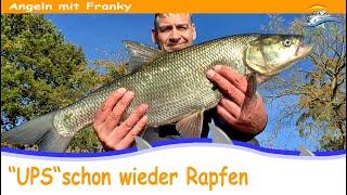 Rapfenangeln Livebiss  Spinnfischen auf Rapfen mit Topwater Köder 