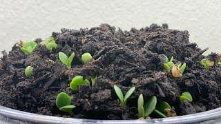 How to grow bluebonnet from seeds? Seeds stratification