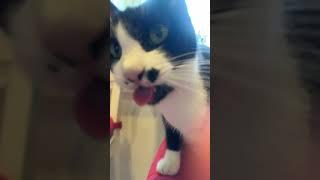 ASMR #cat #funny