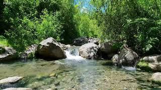 Melodious birds chirping, crystal clear spring water, forest sounds, cozy place to relax, ASMR