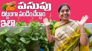 పసుపు పండించడం ఎంత తేలికో చూడండి | How To Grow Turmeric At Home |Organic Turmeric| TTH