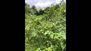 Growing our Own Produce - Ceylon Tea Trails