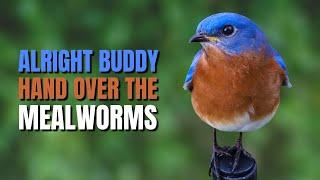 Tips on How to Attract an Eastern Bluebird  @BirdsWalkingDown