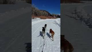 Dogsledding at C Lazy S Ranch near Meeker, Colorado with Cassie Achzenick