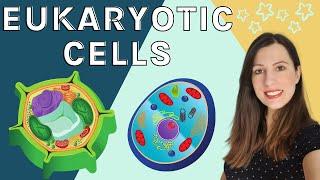 EUKARYOTIC CELLS A level Biology - Structure & function of the organelles found in eukaryotic cells