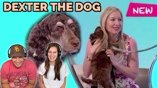 WILTY - Dexter the Dog REACTION