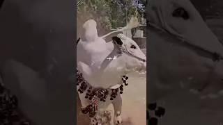 fatahjungi Bull of 2025 #cow # Shuraim Abid hussain 