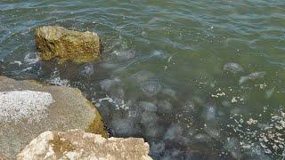 Moon jellyfish washing ashore on Texas beaches after Hurricane Francine