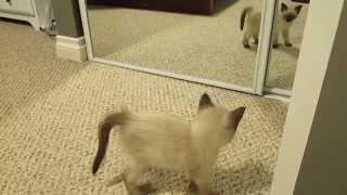 Ragdoll Siamese Kitten and Mirror