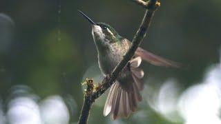 Green-throated Mountain-gem and its Call