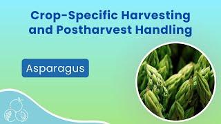 Asparagus: Harvest and Postharvest Handling