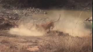 TIGER ATTACKING DEER IN KANHA NATIONAL PARK March 2018