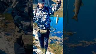 trout fishing varalicarenje pastrve #fishing #troutfishing #fishingvideo #ribolov #pastrmka #vobleri