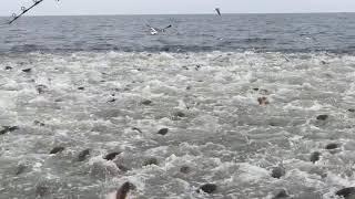 Redfish Feeding Frenzy - MS Gulf Coast Fishing Charters