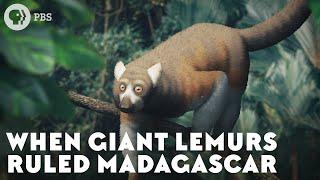 When Giant Lemurs Ruled Madagascar