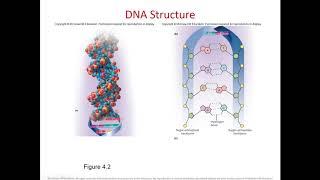 Chapter 4 Genetics and Cellular function