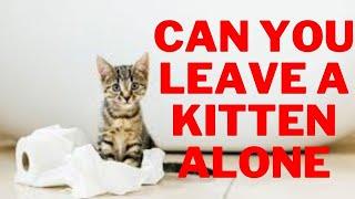 How Long Can You Leave a Kitten Alone : What You Need to Know