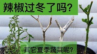 【过冬总结】辣椒过冬了吗？番茄佛手瓜人参果茄子过冬表现如何？｜夏季蔬菜过冬后如何处理？｜Results Of Pepper/Tomato/Chayote Overwintering