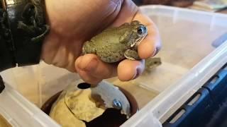 Feeding the Juveniles of Colorado River Toad