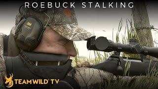 Roebuck Stalking in Cornwall