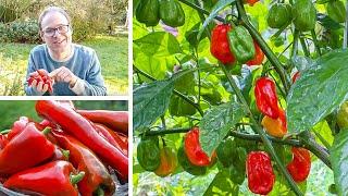 Growing Peppers from Sowing to Harvest