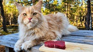 Cat Tries Moose Meat!