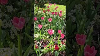 Pink Tulip s from Regent's Park,  London,  April 2024