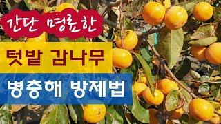 간단 명료한, 텃밭 감나무 병충해 방제법