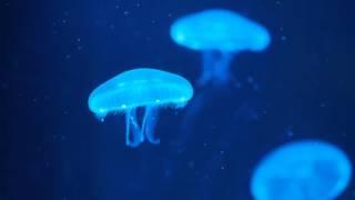 Moon Jellyfish Aurelia Aurita