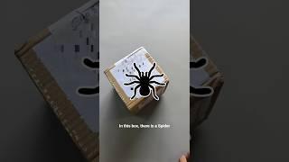 Unboxing Spider ️ #spider #pets #animal