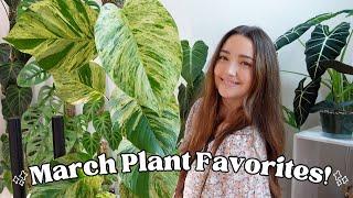 March Plant Favorites! My Top 8 Favorite Plants Right Now!