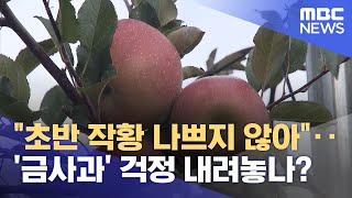 "초반 작황 나쁘지 않아"‥'금사과' 걱정 내려놓나? (2024.05.10/뉴스투데이/MBC)