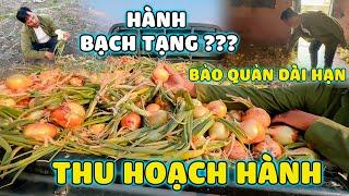 Thế Nhân || Thu Hoạch Số Lượng Hành Tây Khủng Nhất Từ Trước Đến Nay Ở Nông Trại Số 1 Bản Kapingala