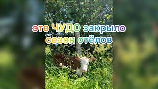 Чудом завершили сезон отелов/три дня жизни #герефорд #чудо #кроха #теленок #ферма#жизнь #деревня#кфх