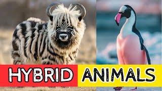 Animals Across the Multiverse  Hybrid Animals That Might Have Existed