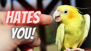 5 Signs  Your Bird Hates You