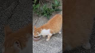 #임신한 고양이#길고양이