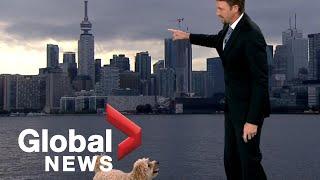 Weather reporter's hungry dog interrupts live TV report looking for treats