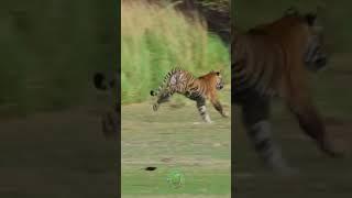 This Tiger’s Unbelievable Move Will Leave You Speechless!