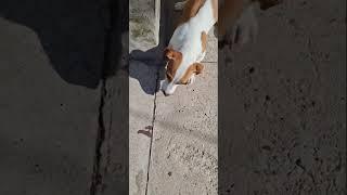 притаилась..#джекрасселтерьер #сонечка #jackrussel #dog #shorts