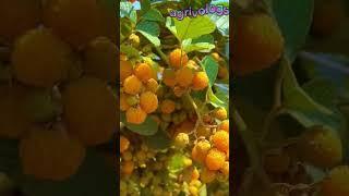 #youtube#shorts#Golden#Raspberry#viralvideo#foryou#sport#mychnnal#agrivologs