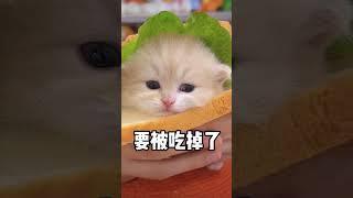 猜猜是誰要吃的！#熱門 #推薦 #貓貓 #狗狗 #小貓 #小狗 #萌寵 #萌寵出道 #米雪兒world休閒娛樂分享