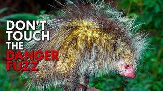 Porcupines Will Ruin A Predator’s Life