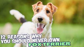 12 Reasons Why You Should Never Own a Fox Terrier 