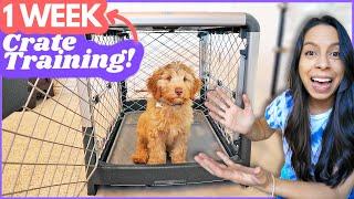 5 Crate Training Steps that ACTUALLY Work  This is how I crate trained Wally in ONE WEEK 