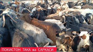 САРИОСИЁ ПАЙШАНБА САРКА ЭЧКИ  БОЗОРИ