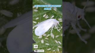 Top 5 Insecticide For Whitefly control Insecticide #insecticide #whitefly #sh...