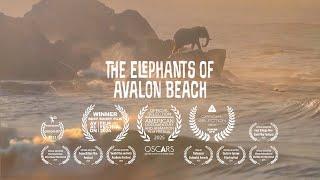 The Elephants of Avalon Beach