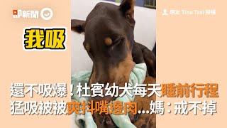 小杜賓犬每天必做睡前儀式 抓小被被猛吸爽抖嘴邊肉｜狗狗｜寵物